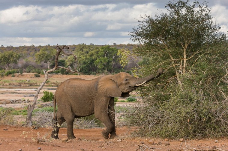 093 Kruger National Park, olifant.jpg